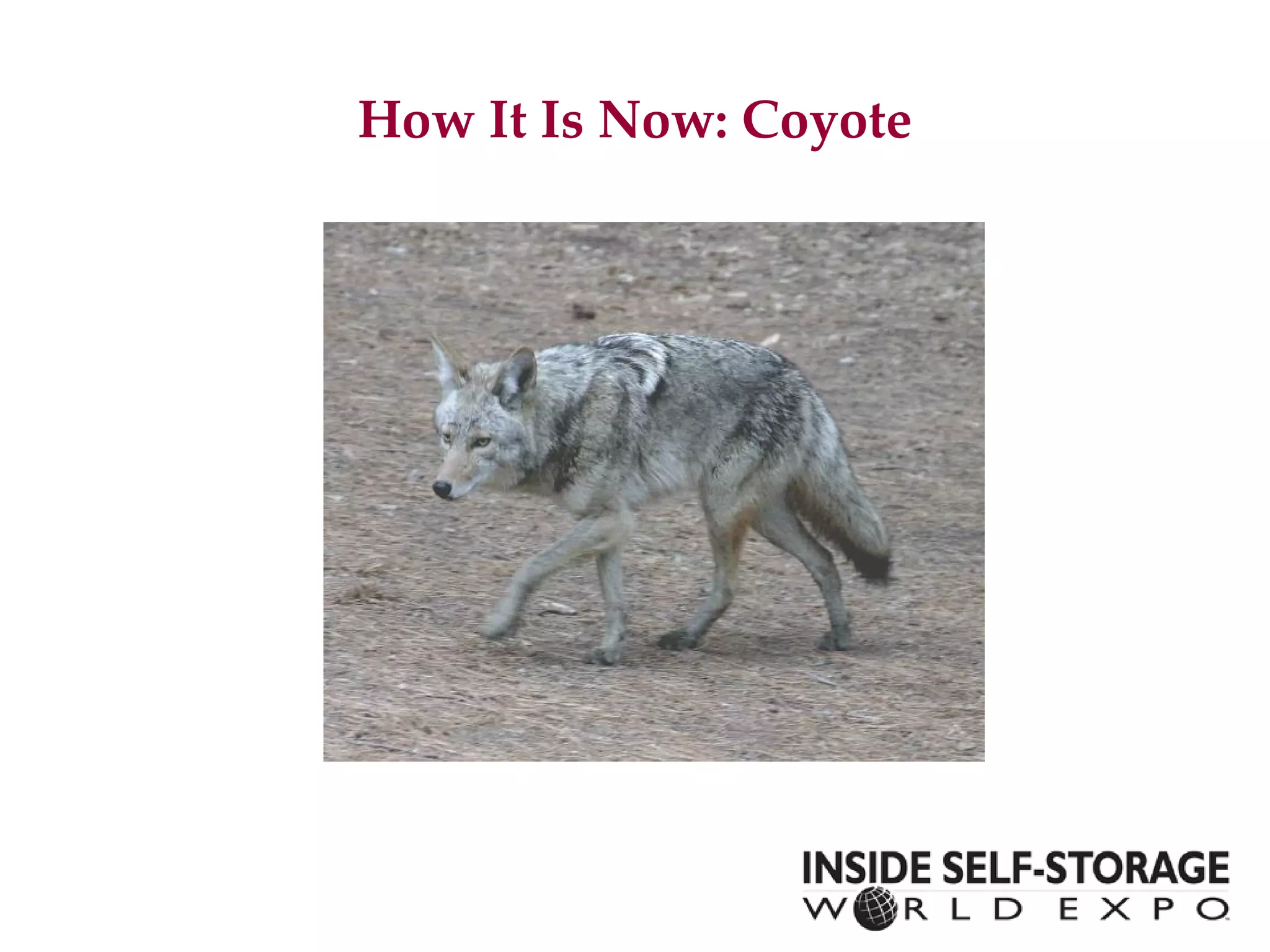 How It Is Now: Coyote 