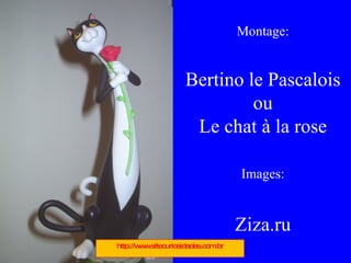 Montage: Bertino le Pascalois ou Le chat à la rose Images: Ziza.ru http://www.sitecuriosidades.com.br 