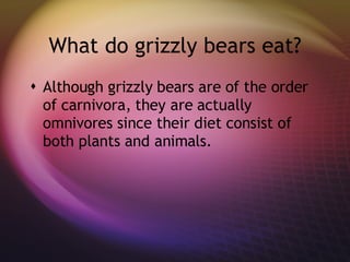 What do grizzly bears eat? Although grizzly bears are of the order of carnivora, they are actually omnivores since their diet consist of both plants and animals. 