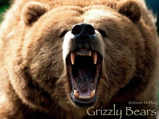Grizzly Bears Kyleena McHarg 