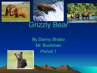 Grizzly Bear By Danny Shabo Mr. Buchman Period 1 