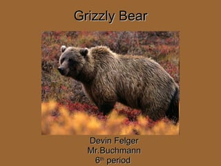 Grizzly Bear   Devin Felger Mr.Buchmann 6 th  period  