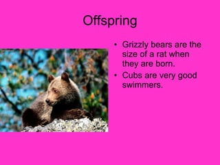 Offspring Grizzly bears are the size of a rat when they are born. Cubs are very good swimmers. 