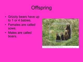 Offspring Grizzly bears have up to 1 or 4 babies. Females are called sows. Males are called boars. 