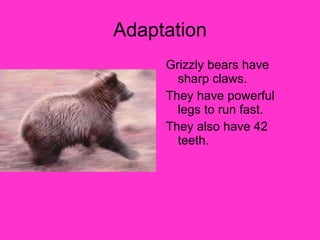 Adaptation Grizzly bears have sharp claws. They have powerful legs to run fast. They also have 42 teeth. 