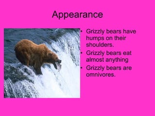 Appearance Grizzly bears have humps on their shoulders. Grizzly bears eat almost anything Grizzly bears are omnivores. 