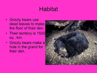 Habitat Grizzly bears use dead leaves to make the floor of their den. Their territory is 1500 sq , km. Grizzly bears make a hole in the grand for their den. 