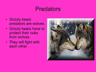 Predators Grizzly bears predators are wolves. Grizzly bears have to protect their cubs from wolves. They will fight with each other . 