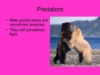 Predators Male grizzly bears are sometimes enemies. They will sometimes fight. 