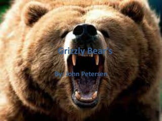 Grizzly Bear’s
By: John Petersen
 