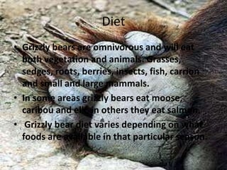 Diet
• Grizzly bears are omnivorous and will eat
both vegetation and animals. Grasses,
sedges, roots, berries, insects, fish, carrion
and small and large mammals.
• In some areas grizzly bears eat moose,
caribou and elk, in others they eat salmon.
• Grizzly bear diet varies depending on what
foods are available in that particular season.
 