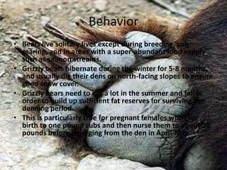 Behavior
• Bears live solitary lives except during breeding, cub
rearing, and in areas with a super-abundant food supply
such as salmon streams.
• Grizzly bears hibernate during the winter for 5-8 months,
and usually dig their dens on north-facing slopes to ensure
good snow cover.
• Grizzly bears need to eat a lot in the summer and fall in
order to build up sufficient fat reserves for surviving the
denning period.
• This is particularly true for pregnant females who give
birth to one pound cubs and then nurse them to about 20
pounds before emerging from the den in April-May.
 