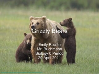 Grizzly Bears Emily Reclite Mr. Buchmann Biology 0 Period 29 April 2011 http://media-3.web.britannica.com/eb-media/87/102487-004-47E4F5CB.jpg 