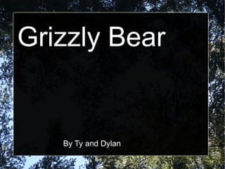 Grizzly Bear  By Ty and Dylan 