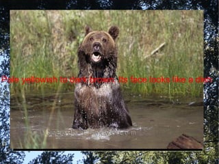 Pale yellowish to dark brown. Its face looks like a dish 