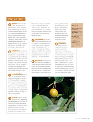  2018 GLOBO RURAL 91
Mãos à obra
©1
INÍCIO Além de viveiristas,
sobretudo localizados no
Estado do Pará, mudas enxertadas
estão disponíveis até por meio do
comércio eletrônico. Antes de com-
prar, porém, obtenha referências
sobre o estabelecimento, para
garantir uma aquisição segura. O
campus de Jaboticabal da Universi-
dade Estadual Paulista (Unesp)
também fornece garfos, enquanto
a Embrapa Amazônia Oriental,
sementes na época da safra.
AMBIENTE Quente e úmido,
com chuvas distribuídas o ano
todo, é o ideal para o plantio do abiei-
ro, que não suporta geadas. A espé-
cie também se adapta a locais com
temperaturas mais amenas (clima
subtropical). A planta de abiu deve
ser cultivada, contudo, em áreas
com pleno sol, para atingir uma
produção de frutos vigorosa, desde
que não seja submetida a seca.
PROPAGAÇÃO Mais fácil é
por via sexuada, método
bastante utilizado pelos agriculto-
res familiares. Entretanto, para
pomares comerciais, recomenda-
-se a prática da enxertia por garfa-
gem no topo em fenda cheia, com
uso do próprio abieiro como porta-
-enxerto. A estaquia ainda não tem
registros suﬁcientes em larga es-
cala para ser indicada.
PLANTIO Deve ser em terra
ﬁrme, com solos profundos e
com boa drenagem o ano inteiro, se
contar com irrigação suplementar.
Caso contrário, dê preferência para
o início do período de chuvas.
Áreas de várzea alta sem inunda-
ções são mais uma alternativa.
Uma dica para reduzir os custos é
cultivar a fruteira em terrenos
antes ocupados com plantas anu-
ais ou semiperenes. Faça o tutora-
mento com estacas de bambu para
que as mudas não tombem com
rajadas de vento.
ESPAÇAMENTOParaplan-
tasoriundas desementes éde
5x5metros,8x8metros ou 14 x6
metros, enquanto paramudas obti-
das porviaassexuadaéde7x5
metros. É importantequeaslinhas
sigam a orientação leste-oeste.Abra
com dragas manuais,enxadões ou
mecanicamentecovas comdimen-
sõesde40x40x40centímetros.
ADUBAÇÃO De, no mínimo, 5
litros de esterco de galinha, ou
10 litros de cama de aviário, mais 200
gramas de superfosfato triplo para
cada cova. O esterco de galinha pode
ser substituído por 2 quilos de torta
de mamona ou 8 litros de esterco de
bovino, que devem estar
fermentados. Em um raio
de cerca de 50 centíme-
tros da planta, aplique
cobertura morta para
diminuir a incidência de
ervas daninhas e impedir
variações bruscas de
temperatura do solo.
PRODUÇÃO
Inicial do abieiro
multiplicado por semen-
tes, aos dois anos de
idade, raramente ultrapassa 2
quilos de frutos por planta. Porém,
a partir do terceiro ano, a produtivi-
dade aumenta para, em média, 15
quilos de abius. No quarto ano, a
frutificação pode chegar a 100
quilos, quantidade que é atingida
somente aos oito anos em frutei-
ras enxertadas. Colha manualmen-
te o abiu quando estiver com 50%
a 70% da casca amarela, para uma
vida pós-colheita mais longa.
RAIO X
SOLO: profundo e com
boa drenagem
CLIMA: quente e úmido
ÁREA MÍNIMA: quando
adulto, ocupa entre 20
e 25 metros quadrados
COLHEITA: após
dois anos do início
do plantio de abieiros
propagados por via
sexuada (semente)
CUSTO: a muda
enxertada tem preço
que varia de R$ 15 a
R$ 20
392COMOPLANTAR.indd 91 24/05/2018 20:15:33
 