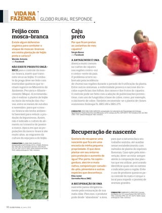 96 GLOBO RURAL  2018
GLOBO RURAL RESPONDE
©1
Por que ficam pretas
as castanhas do meu
cajueiro?
Sérgio Bessa
via Facebook
A ANTRACNOSE É UMA
doença muito comum
no cultivo de cajueiro
nas regiões centro-sul
e centro-oeste do país.
O problema ocorre so-
bretudo pela incidência
de chuvas nas regiões durante o período de frutificação da planta.
Entre outros sintomas, a enfermidade provoca a necrose dos te-
cidos superficiais das folhas, dos ramos e dos frutos do cajueiro.
O controle pode ser feito com a adoção de pulverizações preven-
tivas, com uso de fungicidas à base de cobre, como, por exemplo,
o oxicloreto de cobre. Também recomenda-se o plantio de clones
resistentes Embrapa 51, BRS 189 e BRS 275.
CONSULTOR: JOSÉ EMILSON CARDOSO, pesquisador do Laboratório de Fitopatologia da Embrapa
Agroindústria Tropical, Rua Dra. Sara Mesquita, 2270, Campus do Pici, CEP 60511-110, Fortaleza (CE), tel. (85)
3391-7357, www.embrapa.br/fale-conosco
Caju
preto
Recuperação de nascente
Gostaria de recuperar uma
nascente que fica em uma
encosta da minha pequena
propriedade. O que devo
plantar em seu entorno
para proteção e aumento de
água? Por perto, há capim-
gordura, alecrim e mata
nativa, composta por canudo-
de-pito, pimenteira e outras
espécies que desconheço.
Elias Junior
Vermelho Novo (MG)
A RECUPERAÇÃO DE UMA
nascente passa obrigatoria-
mente pela restauração de sua
mata ciliar. Para isso, o produtor
pode desde “abandonar” a área,
para que a natureza faça seu
trabalho sozinha, até auxiliar
nesse restabelecimento com
métodos de plantio de espécies
ﬂorestais. Caso opte pela inter-
venção, deve-se estar sempre
atento à composição das plan-
tas que vai utilizar, procurando
identiﬁcar quais são as nativas
e indicadas para a região. Evite
o uso de produtos químicos pa-
ra controle do mato e cerque o
local para impedir o pisoteio de
animais grandes.
Feijão com
mosca-branca
Existe algum defensivo
orgânico para combater o
ataque de moscas-brancas
em minha plantação de feijão
preto e carioca?
Wender Antonio
via Facebook
NÃO EXISTE PRODUTO ORGÂ-
NICO para o controle da mos-
ca-branca, inseto que trans-
mite vírus ao feijão. O comba-
te da praga deve ser feito com
inseticidas químicos que te-
nham registro no Ministério do
Ambiente, Pecuária e Abaste-
cimento (Mapa). A recomenda-
ção é realizar o plantio de feijão
no início da estação das chu-
vas, entre os meses de outubro
e novembro, para que a mos-
ca-branca não tenha ambien-
te favorável para reduzir a pro-
dução da leguminosa. Assim,
não é indicado o cultivo do ali-
mento no trimestre de janeiro
a março, época em que as po-
pulações da mosca-branca são
muito altas, ao migrarem da
cultura da soja para a do feijão.
CONSULTORA: ELIANE DIAS QUINTELA,
pesquisadora da Embrapa Arroz e Feijão, Rodovia
GO-462, Km 12, Fazenda Capivara, Zona Rural,
CP 179, CEP 75375-000, Santo Antônio de Goiás
(GO), www.embrapa.br/fale-conosco
CONSULTOR: EMBRAPA FLORESTAS, Estrada
da Ribeira, km 111, Caixa Postal 319, CEP 83411-
000, Colombo (PR), tel. (41) 3675-5600, www.
embrapa.br/fale-conosco
©2
392GRURESPONDE.indd 96 24/05/2018 20:50:08
 