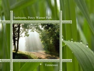 Sunbeams, Percy Warner Park
Tennessee
 