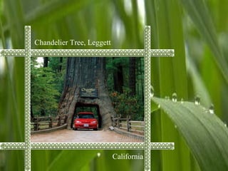Chandelier Tree, Leggett
California
 