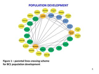 POPULATION DEVELOPMENT
Figure 1 – parental lines crossing scheme
for BC1 population development
5
 