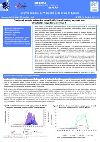 1
Finaliza el periodo epidémico gripal 2015–16 en España y persiste una
circulación mayoritaria de virus B
Vigilancia epidemiológica: Sistemas centinela
Informe semanal de Vigilancia de la Gripe en España
Semana 14/2016 (4 – 10 de abril 2016) Nº 467. 14 de abril de 2016
En la semana 14/2016 se ha recibido información de vigilancia de gripe de todas las redes integradas en el Sistema centinela de vigilancia de gripe en
España (ScVGE). Se observa una evolución decreciente o estable en todas las redes del sistema. El nivel de intensidad de la actividad gripal es bajo o
basal en todo el territorio vigilado. En todas las redes ha finalizado el periodo epidémico de la temporada 2014-2015, excepto en Andalucía, Baleares, y
Castilla La Mancha La difusión de la enfermedad es todavía epidémica en Baleares, y local o esporádica en el resto. A nivel global se observa un marca-
do descenso de la actividad gripal por tercera semana consecutiva.
En la semana 14/2016 finaliza el periodo epidémico de la temporada 2015-16 con una tasa global de incidencia de gripe que desciende por debajo del
umbral basal, situándose en valores pre-epidémicos de 42,96 casos por 100.000 habitantes (Razón de tasas: 0,70; IC 95%: 0,61-0,81) (Figura 1). Por
grupos de edad, la incidencia semanal de gripe desciende en todos ellos, siendo significativo dicho descenso en los grupos de 5 a 14 y 15 a 64 años.
(Figura 2). Se señala un nivel basal de intensidad de actividad gripal, un nivel local de difusión y una evolución decreciente.
La prolongada estabilidad observada en semanas previas, con una meseta atípica en la curva de incidencia de gripe, podría estar relacionada con la
diferente evolución geográfica de la onda epidémica, con un primer pico de actividad asociada a virus A(H1N1)pdm09 en las redes del noroeste peninsu-
lar, y una posterior asociada a virus B en las redes del noreste y litoral mediterráneo.
 En la semana 14/2016 finaliza el periodo epidémico de esta temporada gripal 2015-16, con una tasa
de incidencia de gripe (42,96 casos por 100.000 habitantes) que se sitúa por primera vez por debajo
del umbral establecido para esta temporada.
 En la temporada actual parece distinguirse un pico epidémico anterior en el tiempo asociado a un
predominio del virus A(H1N1)pdm09, en las redes del noroeste peninsular, y un pico posterior con
predominio del virus B en las redes del noreste y litoral mediterráneo.
 El porcentaje de muestras positivas a virus gripales desciende a 38%, frente a 50% en la semana
previa. El virus tipo B (65%) es el predominante esta semana (cuarta semana consecutiva).
 La circulación de VRS se mantiene en descenso desde que se alcanzó un máximo en la tasa de
detección viral en la semana 53/2015 (49%).
 Desde el inicio de la temporada 2015-16 se han notificado 2.615 casos graves hospitalizados confir-
mados de gripe (CGHCG) en todas las CCAA y las dos ciudades autónomas. El 88,2% de los casos
fueron virus A. De las detecciones A subtipadas, el 98% fueron A(H1N1)pdm09. Se han registrado
243 defunciones confirmadas, asociándose el 95% a virus A [132 A(H1N1)pdm09, tres A(H3N2) y 95
A no subtipado] y 5% (13 casos) a virus B.
 En el análisis realizado hasta la semana actual, la mortalidad general observada ha sobrepasado a
la esperada en las semanas 9 a 11/2016. Este aumento se manifiesta en el grupo de 15 a 64 años.
 En la semana 13/2016 la mayoría de los países europeos (88%) notificaron una tendencia estable o
decreciente. La proporción de muestras centinela positivas continúa siendo alto (43%), aunque el
número total de muestras positivas desciende desde la semana 8/2016. Esta semana, el virus tipo B
circula de forma predominante (67% de las detecciones centinela), tras una temporada en la que el
59% de las muestras centinela positivas han sido virus tipo A, principalmente A(H1N1)pdm09 (87%
de los subtipados).
 Vigilancia epidemiológica:
Sistemas centinela
 Vigilancia virológica
 Brotes de gripe
 Vigilancia de casos graves hospi-
talizados confirmados de gripe
 Mortalidad relacionada con gripe
 Vigilancia internacional de la gripe
Información adicional sobre la vigilancia de gripe en España puede consultarse en la Web del SVGE y aquí
Figura 1. Tasa de incidencia semanal de gripe y número de deteccio-
nes virales. Temporada 2015-16. Sistemas centinela. España
Figura 2. Evolución de la incidencia de la gripe por grupos de edad.
Temporada 2015-16. Sistemas centinela. España
 