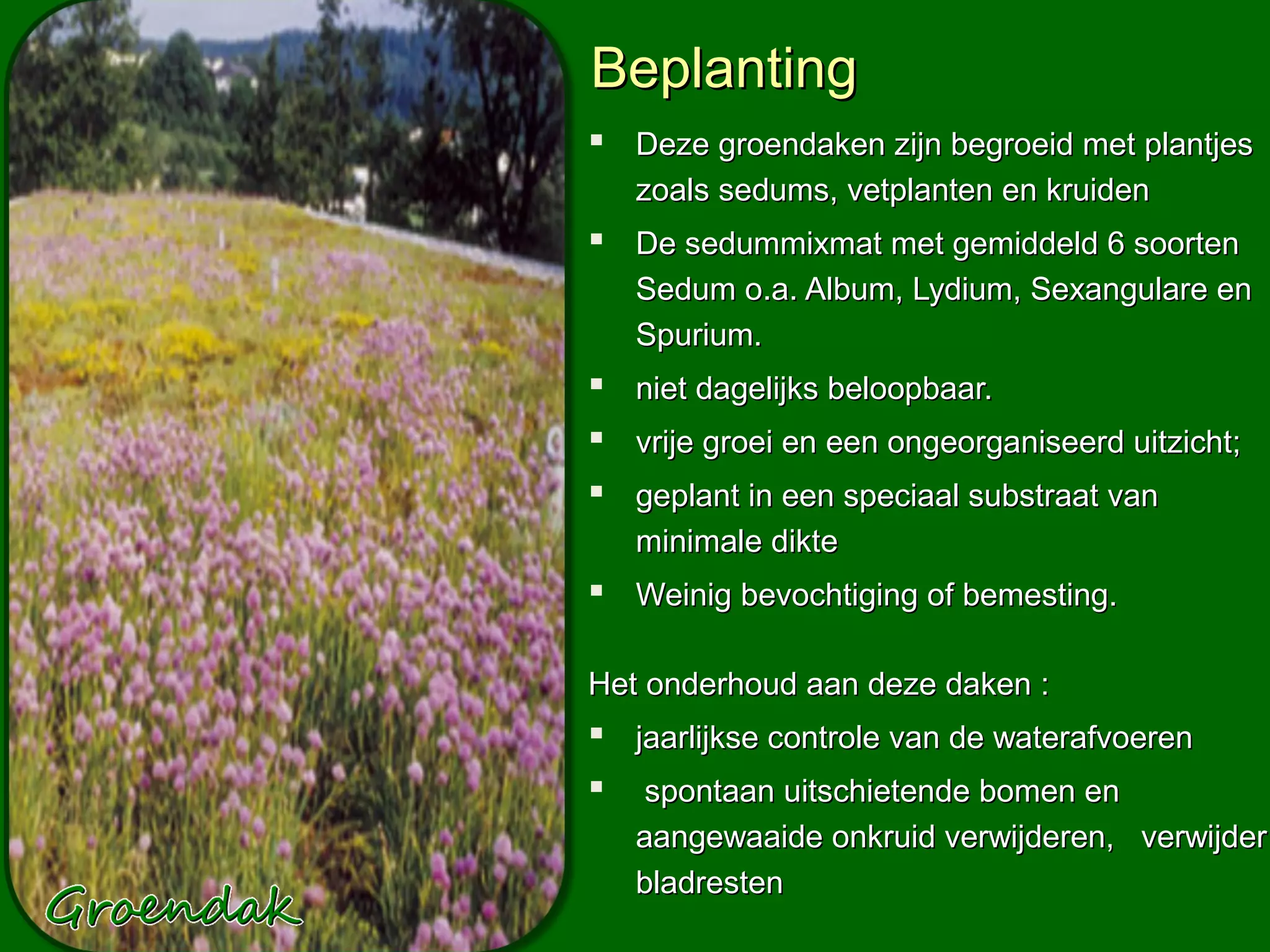 Beplanting
 Deze groendaken zijn begroeid met plantjes
   zoals sedums, vetplanten en kruiden
 De sedummixmat met gemiddeld 6 soorten
   Sedum o.a. Album, Lydium, Sexangulare en
   Spurium.
 niet dagelijks beloopbaar.
 vrije groei en een ongeorganiseerd uitzicht;
 geplant in een speciaal substraat van
   minimale dikte
 Weinig bevochtiging of bemesting.

Het onderhoud aan deze daken :
 jaarlijkse controle van de waterafvoeren
 spontaan uitschietende bomen en
   aangewaaide onkruid verwijderen, verwijder
   bladresten
 