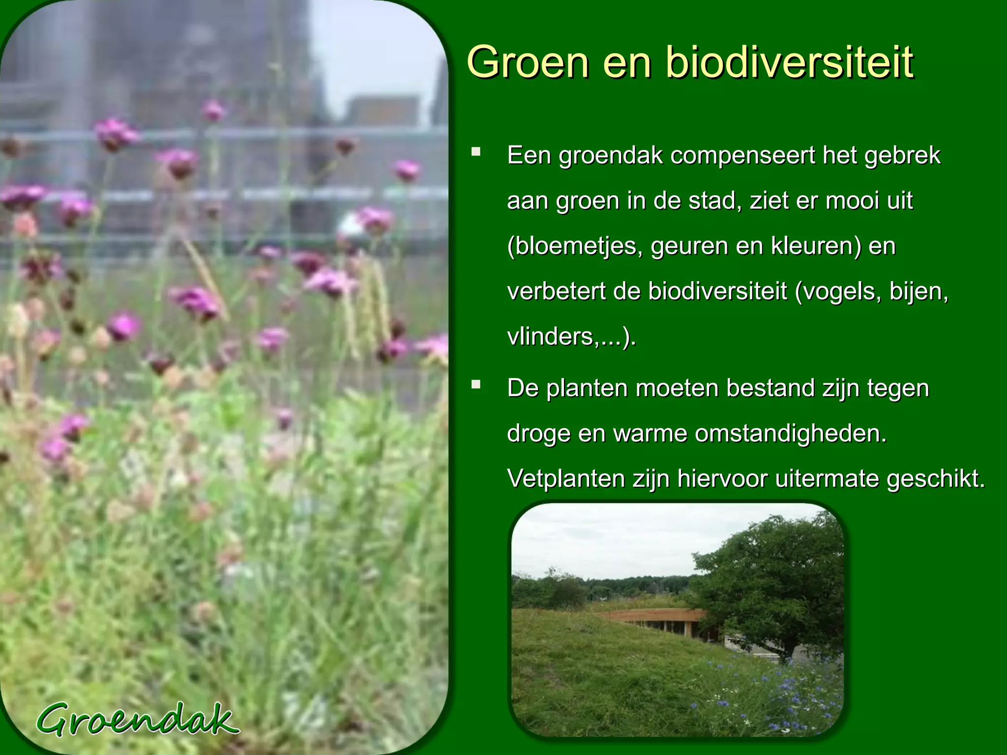 Groen en biodiversiteit
 Een groendak compenseert het gebrek
   aan groen in de stad, ziet er mooi uit
   (bloemetjes, geuren en kleuren) en
   verbetert de biodiversiteit (vogels, bijen,
   vlinders,...).
 De planten moeten bestand zijn tegen
   droge en warme omstandigheden.
   Vetplanten zijn hiervoor uitermate geschikt.
 