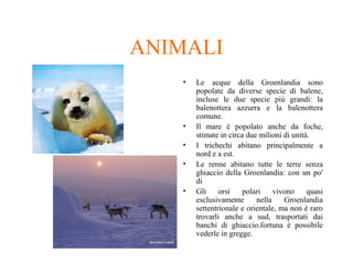 ANIMALI
•

•
•
•
•

Le acque della Groenlandia sono
popolate da diverse specie di balene,
incluse le due specie più grandi: la
balenottera azzurra e la balenottera
comune.
Il mare è popolato anche da foche,
stimate in circa due milioni di unità.
I trichechi abitano principalmente a
nord e a est.
Le renne abitano tutte le terre senza
ghiaccio della Groenlandia: con un po'
di
Gli
orsi
polari
vivono
quasi
esclusivamente
nella
Groenlandia
settentrionale e orientale, ma non è raro
trovarli anche a sud, trasportati dai
banchi di ghiaccio.fortuna è possibile
vederle in gregge.

 