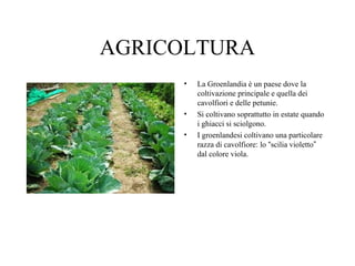 AGRICOLTURA
•

•
•

La Groenlandia è un paese dove la
coltivazione principale e quella dei
cavolfiori e delle petunie.
Si coltivano soprattutto in estate quando
i ghiacci si sciolgono.
I groenlandesi coltivano una particolare
razza di cavolfiore: lo “scilia violetto”
dal colore viola.

 