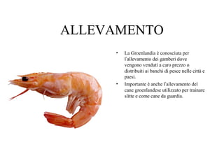 ALLEVAMENTO
•

•

La Groenlandia è conosciuta per
l’allevamento dei gamberi dove
vengono venduti a caro prezzo o
distribuiti ai banchi di pesce nelle città e
paesi.
Importante è anche l’allevamento del
cane groenlandese utilizzato per trainare
slitte e come cane da guardia.

 