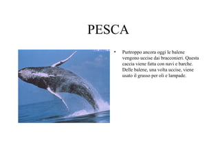 PESCA
•

Purtroppo ancora oggi le balene
vengono uccise dai bracconieri. Questa
caccia viene fatta con navi e barche.
Delle balene, una volta uccise, viene
usato il grasso per oli e lampade.

 