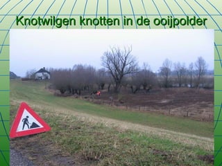 Knotwilgen knotten in de ooijpolder 
