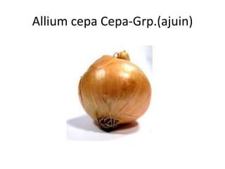 Allium cepa Cepa-Grp.(ajuin)
 