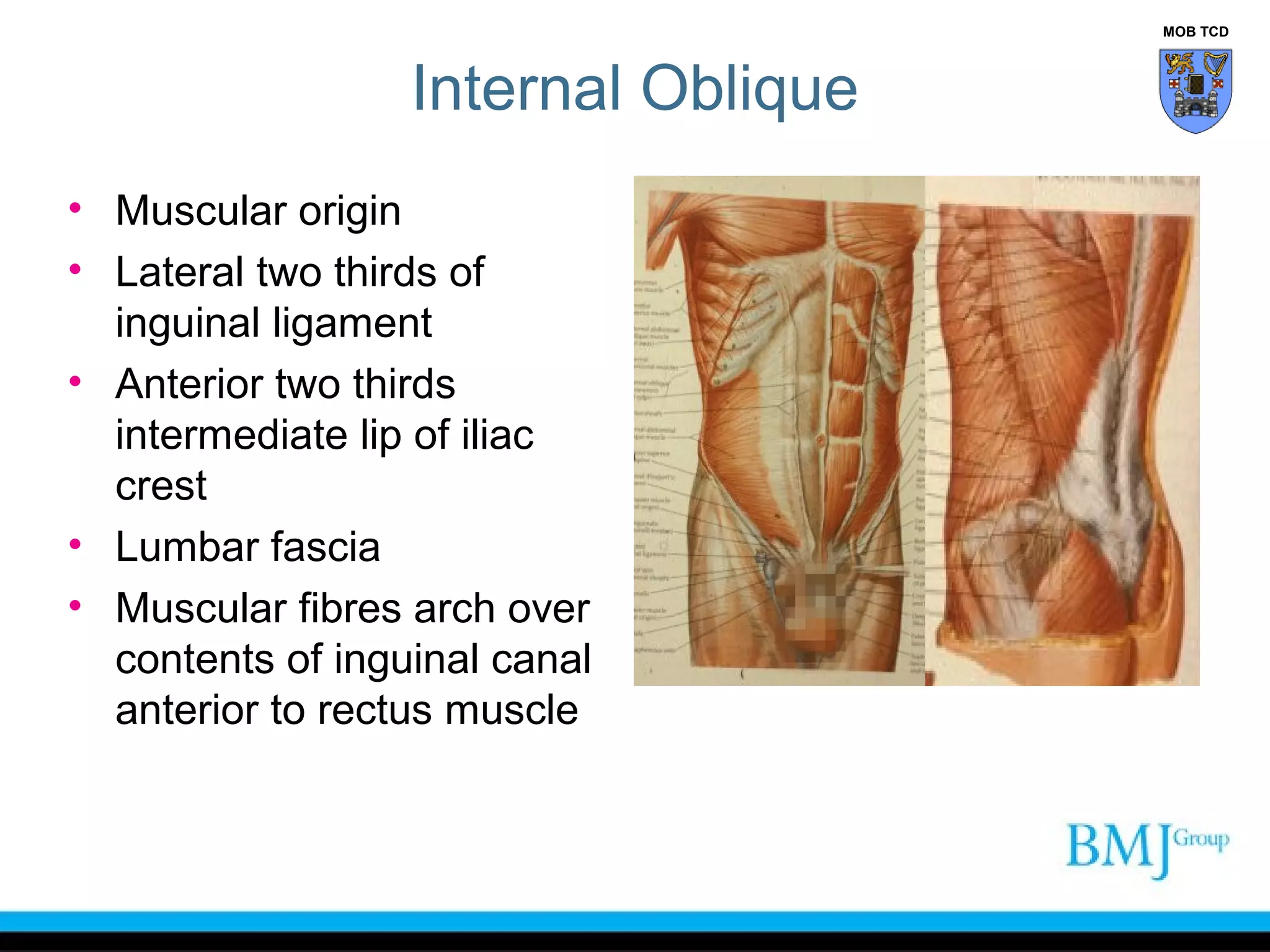 Groin Def Anatomy of Groin | PPT