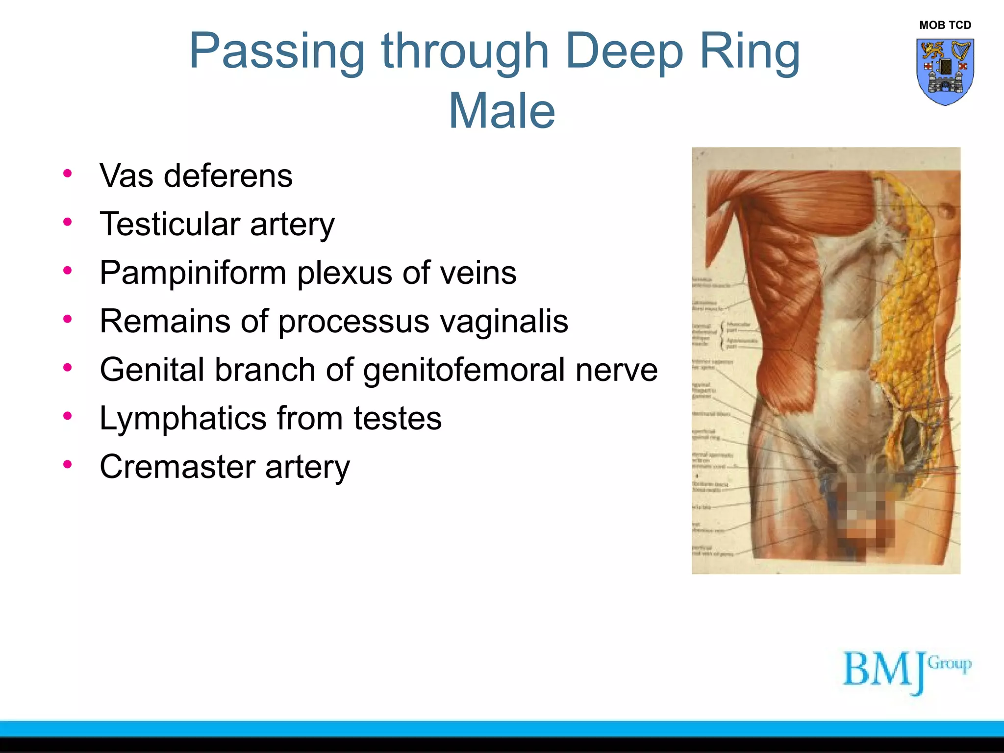 Sweating Groin Anatomy of Groin | PPT