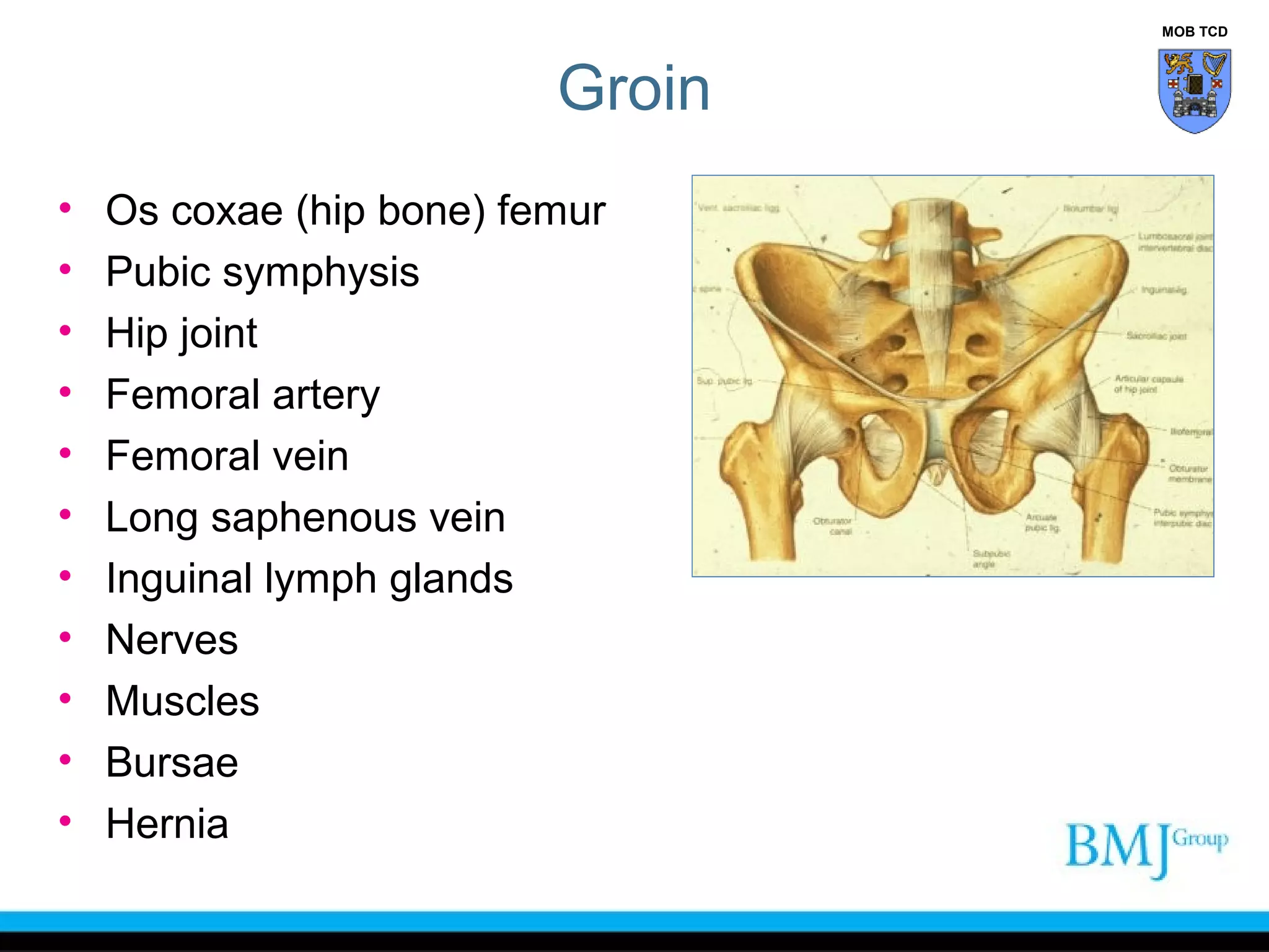 Anatomy of Groin | PPT