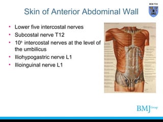 Anatomy of Groin | PPT
