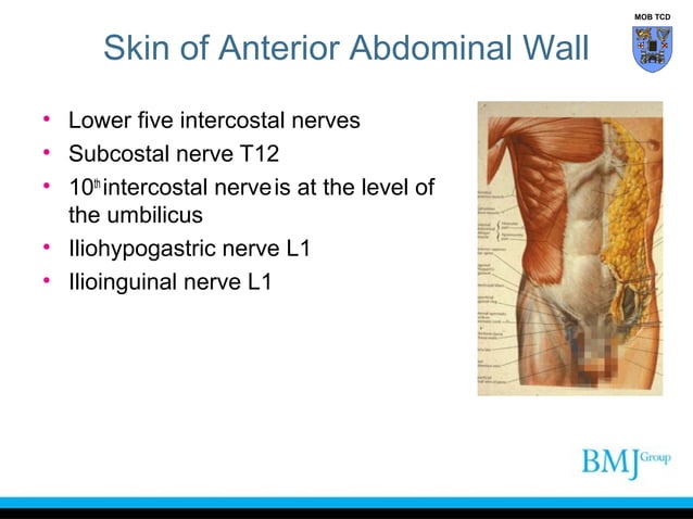 Groin Def Anatomy of Groin | PPT | Sexual Conditions | Sexual Health