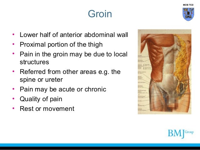 Anatomy Of Groin