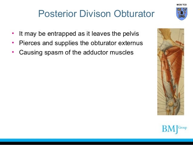 Anatomy of Groin