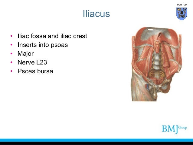 Anatomy of Groin