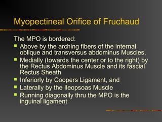 Myopectineal Orifice of Fruchaud
The MPO is bordered:
 Above by the arching fibers of the internal
oblique and transversus abdominus Muscles,
 Medially (towards the center or to the right) by
the Rectus Abdominus Muscle and its fascial
Rectus Sheath
 Inferiorly by Coopers Ligament, and
 Laterally by the Ileopsoas Muscle
 Running diagonally thru the MPO is the
inguinal ligament
 