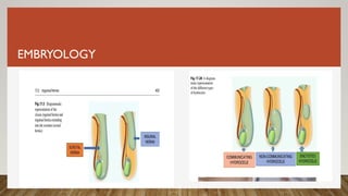 EMBRYOLOGY
 