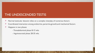 THE UNDESCENDEDTESTIS
 Normal testicular descent relies on a complex interplay of numerous factors
 Coordinated interaction among endocrine, paracrine,growth,and mechanical factors
 Happens in two phases
- Transabdominal phase 8-15 wks
- Inguinoscrotal phase 28-35 wks
 
