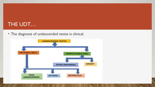 THE UDT…
• The diagnosis of undescended testes is clinical.
 