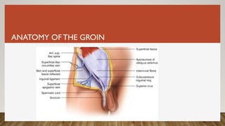 ANATOMY OF THE GROIN
 