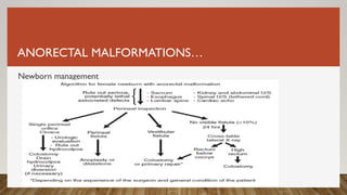 ANORECTAL MALFORMATIONS…
Newborn management
 