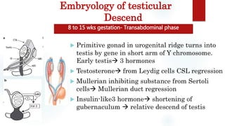 Embryology of testicular
Descend
 Primitive gonad in urogenital ridge turns into
testis by gene in short arm of Y chromosome.
Early testis 3 hormones
 Testosterone from Leydig cells CSL regression
 Mullerian inhibiting substance from Sertoli
cells Mullerian duct regression
 Insulin-like3 hormone shortening of
gubernaculum  relative descend of testis
8 to 15 wks gestation- Transabdominal phase
 