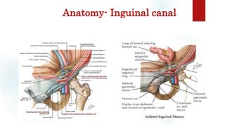 Anatomy- Inguinal canal
 