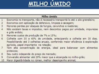 MILHO ÚMIDO 
 